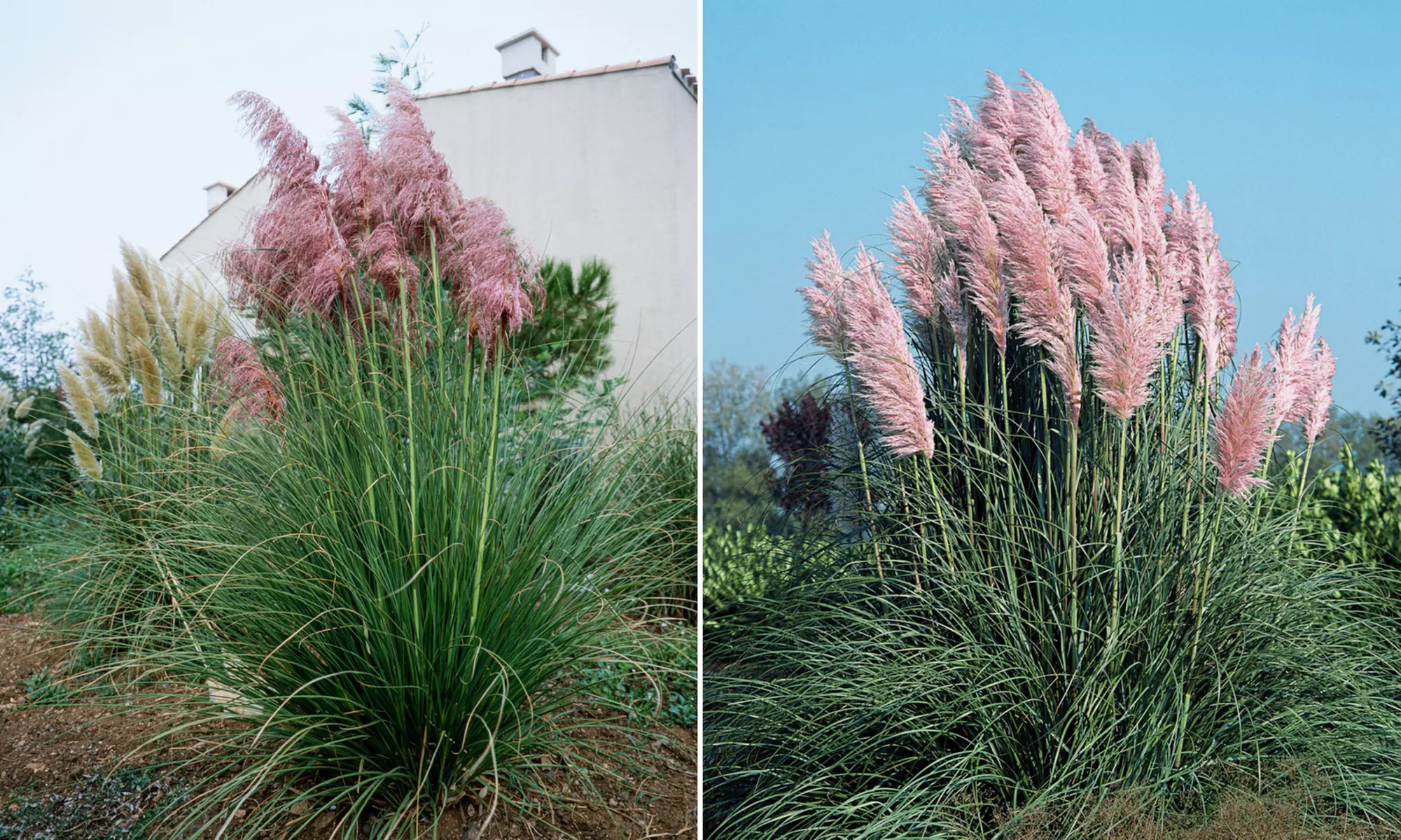 3 of 6 pampasgras planten