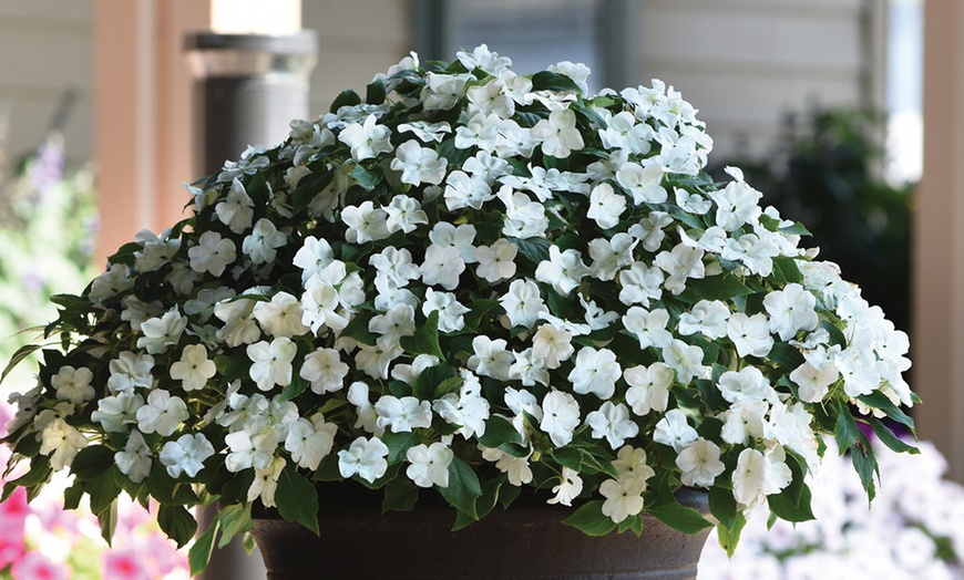 Image 2: Busy Lizzie 'Beacon' Garden-Ready Plants
