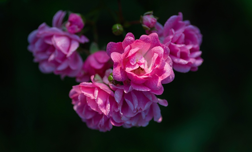 Image 5: Set de plantas de rosas Polyantha de OH2 con distintas variedades