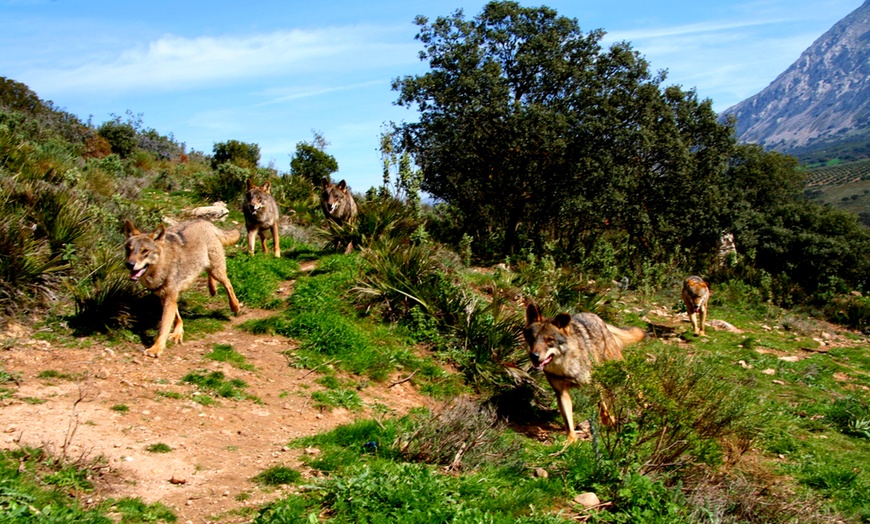 Image 8: Entrada al Lobo Park Antequera con guía experto y vistas a El Torcal