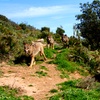 Image 8: Entrada al Lobo Park Antequera con guía experto y vistas a El Torcal