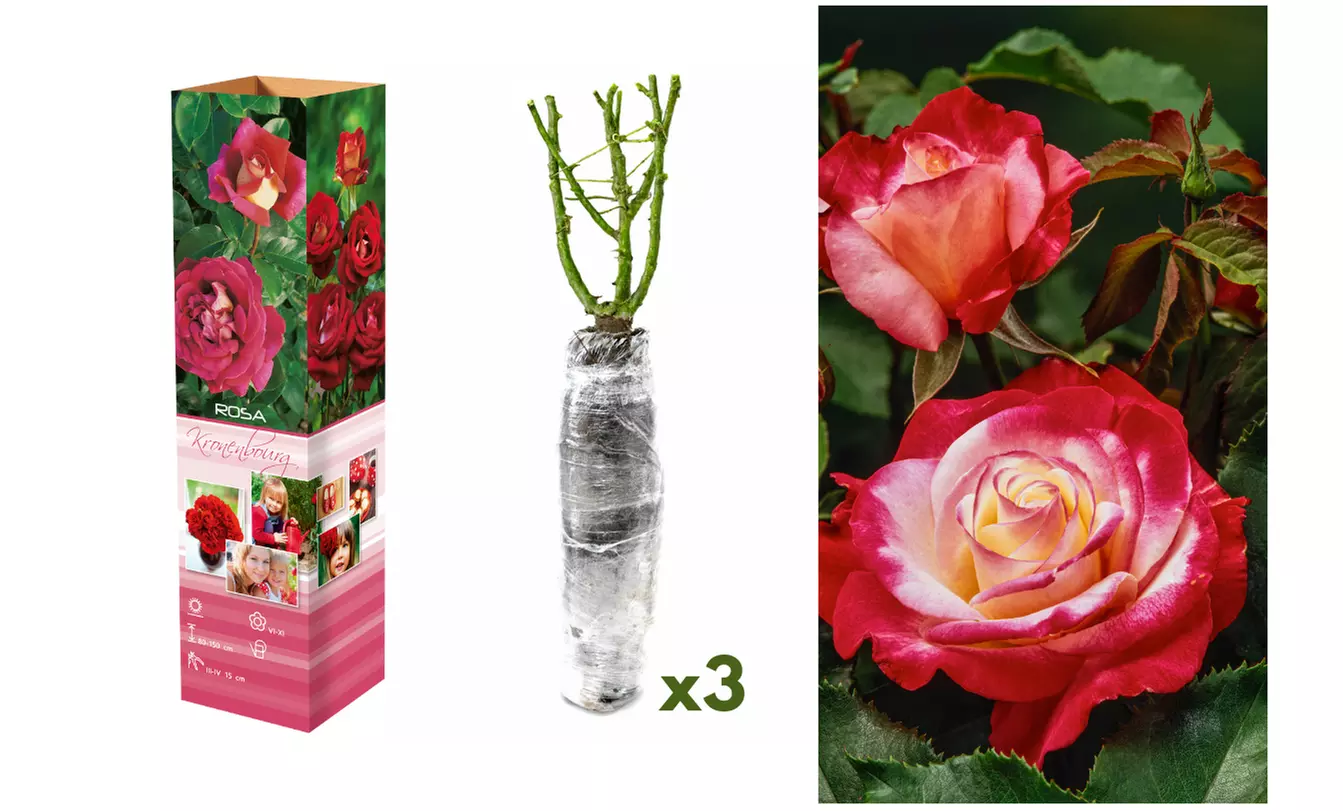 Set van 3 of 6 grootbloemige rozen