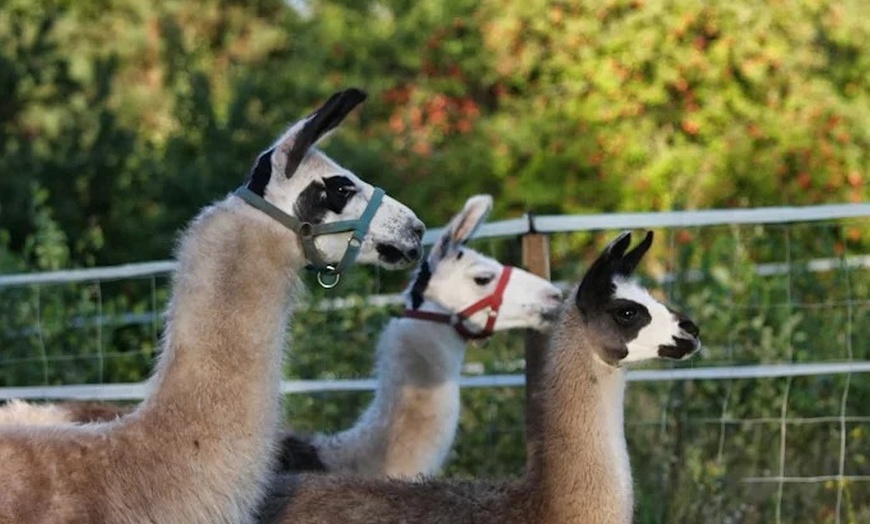 Image 7: Winterliche Lamawanderung für 2 Personen im Pfälzerwald ❄️