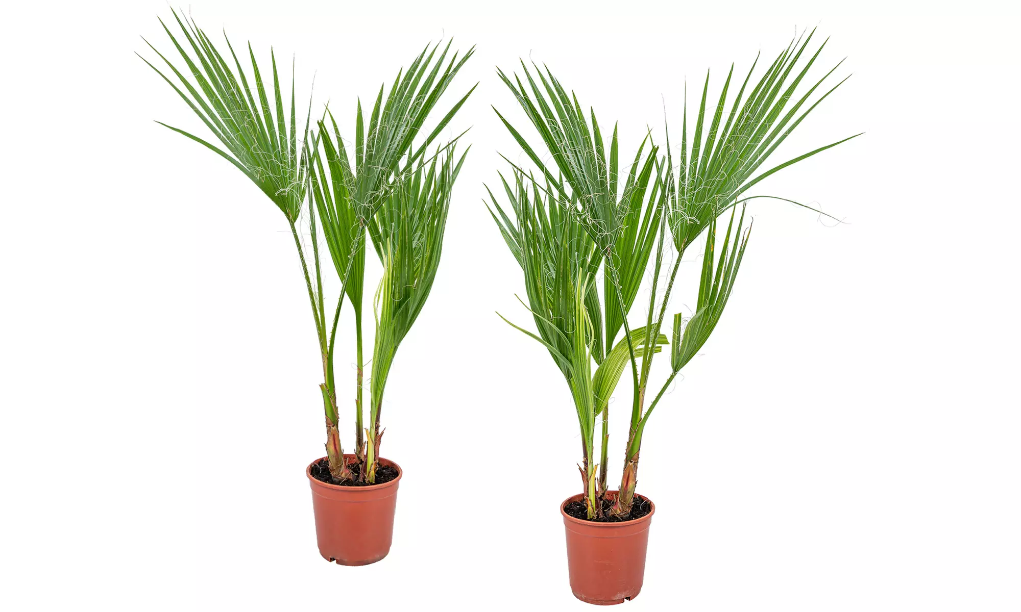 1 of 2 Mexicaanse waaierpalm in kweekpot