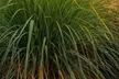 1 ou 2 Miscanthus Gracillimus XL de Rootz, 40-60 cm de hauteur - Second Medium