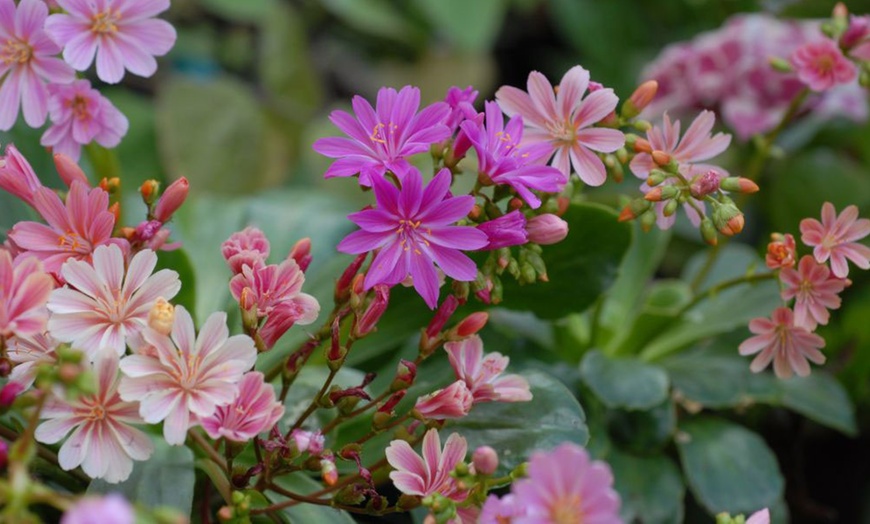 Image 6: 12 or 24 Pack Lewisia Cotyledon Elise Mixed Plugs