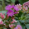 Image 6: 12 or 24 Pack Lewisia Cotyledon Elise Mixed Plugs