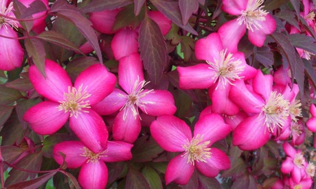Groupon Unisex Red Clematis Montana Velvet Truffle Plants:one Plant/No Tower Pots