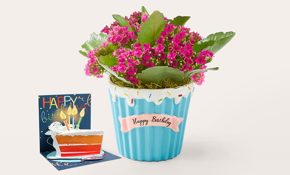 ProFlowers: Elegant Plants for Life's Special Moments (Up to 50% Off)