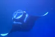 Enjoy 2 hour Manta Tour (45 Minutes Water Time) for up to 6 People at Kona Mantas(up to 54% off) - Second Medium
