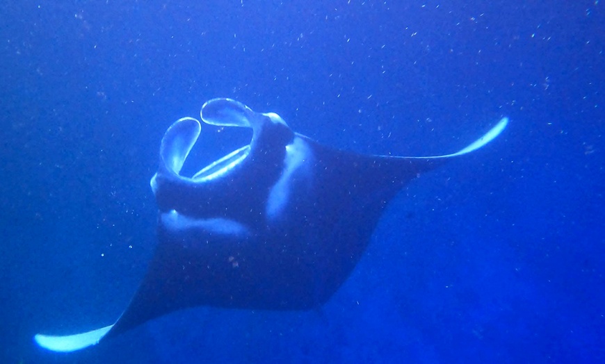 Image 2: Enjoy 2 hour Manta Tour (45 Minutes Water Time for up to 6 People at Kona Mantas(Up To 38% Off)