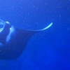 Image 2: Enjoy 2 hour Manta Tour (45 Minutes Water Time for up to 6 People at Kona Mantas(Up To 38% Off)