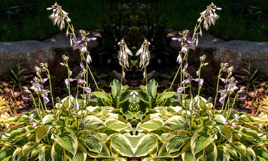 Image 8: Hardy Hosta Collection - 5 or 10 plants
