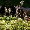 Image 8: Hardy Hosta Collection - 5 or 10 plants