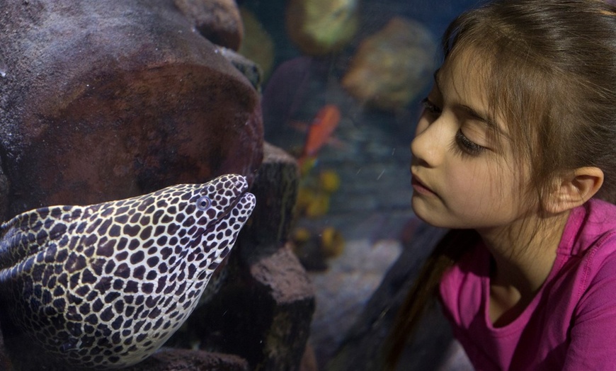 Image 3: SEA LIFE Loch Lomond Entry