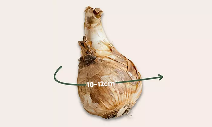 15x, 30x oder 50x Narzissen-Blumenzwiebel, Blumenzwiebel-Mischung nach Wahl - Image 7