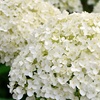 Image 14: Upto Three Mixed Potted White Hydrangea Varieties