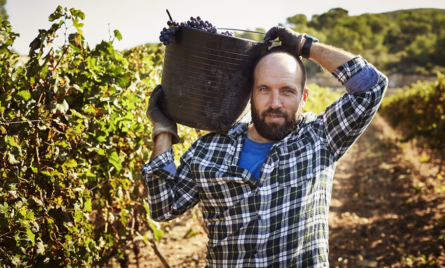 Image 4: Dégustation de 12 vins du monde avec Isabelle de Castel