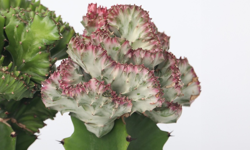 Image 3: Set van 2 'Euphorbia Lactea'-planten