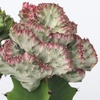 Image 3: Set van 2 'Euphorbia Lactea'-planten