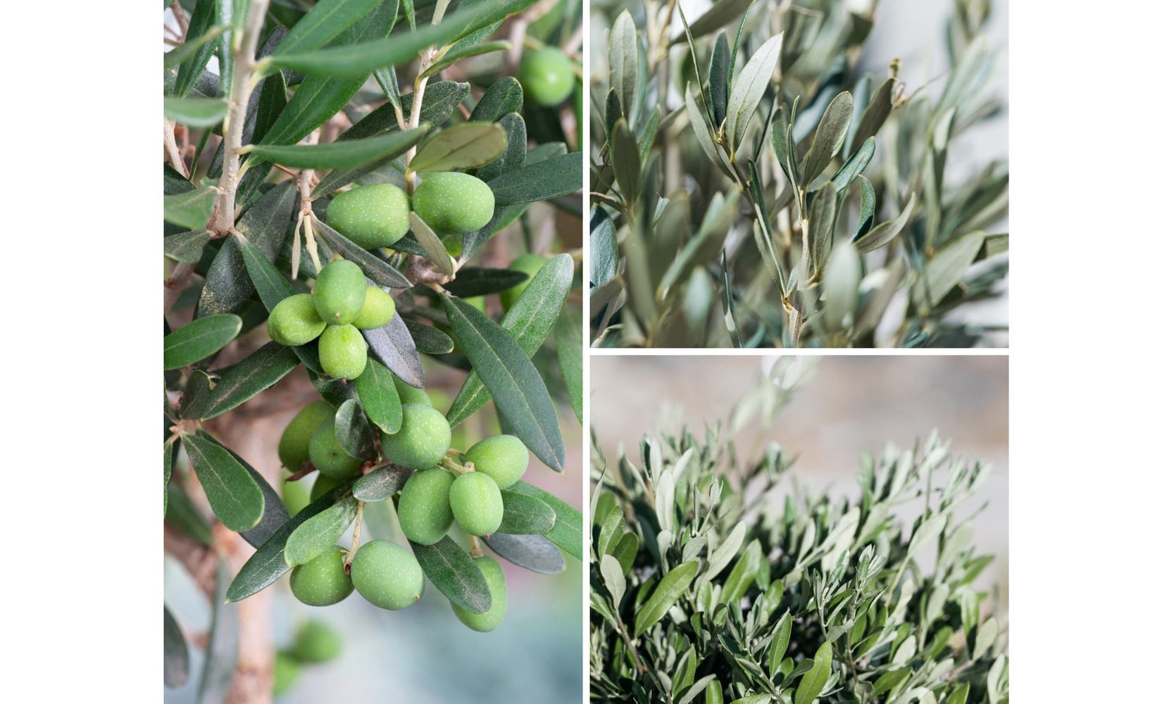 1x oder 2x winterharter Olivenbaum