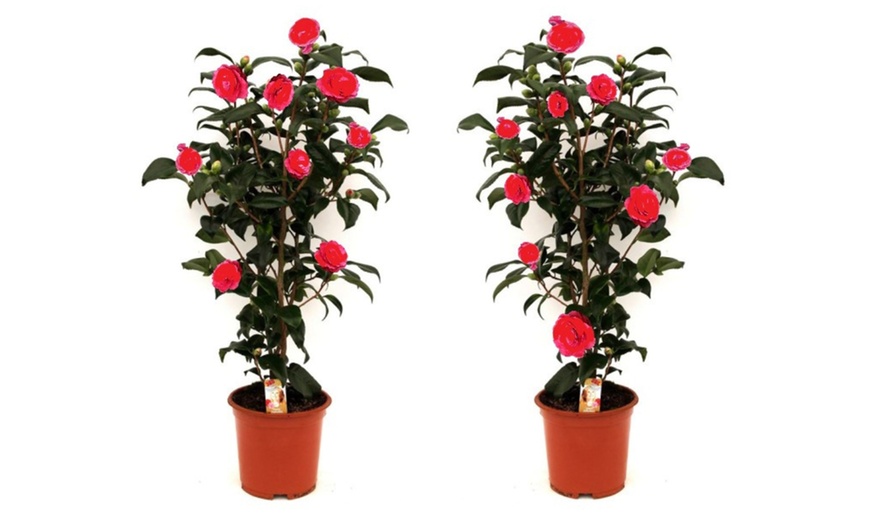 Image 5: 1 ou 2 arbustes de camélia du Japon XL de Gardenzo