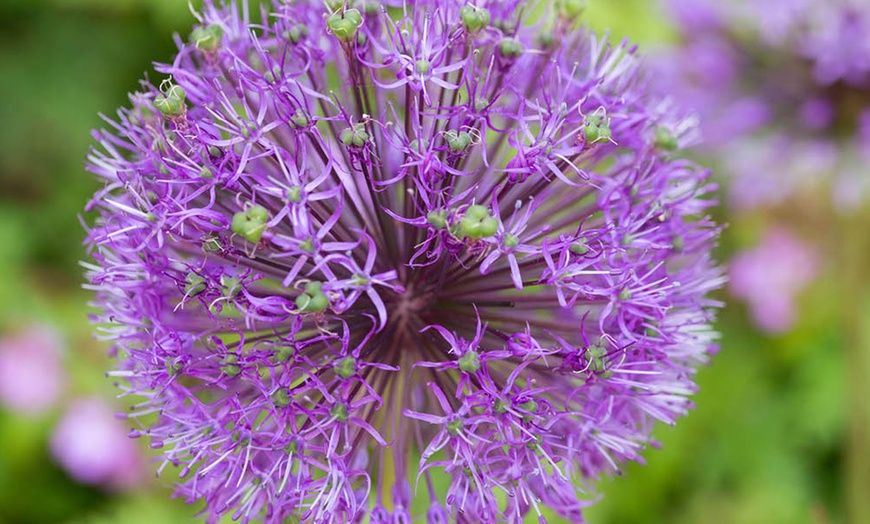 Image 5: 10- or 20-Bulbs of Allium 'Big Impact' Mixed Spring Flowering Bulbs