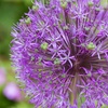 Image 5: 10- or 20-Bulbs of Allium 'Big Impact' Mixed Spring Flowering Bulbs