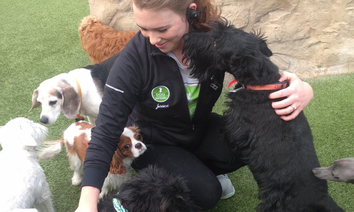 Enjoy 3 or 5 days of fun-filled dog daycare at MSP Airport