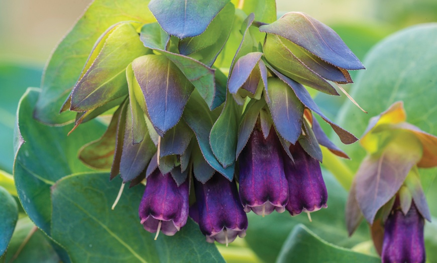 Image 1: Purpurascens Honeywort Plants
