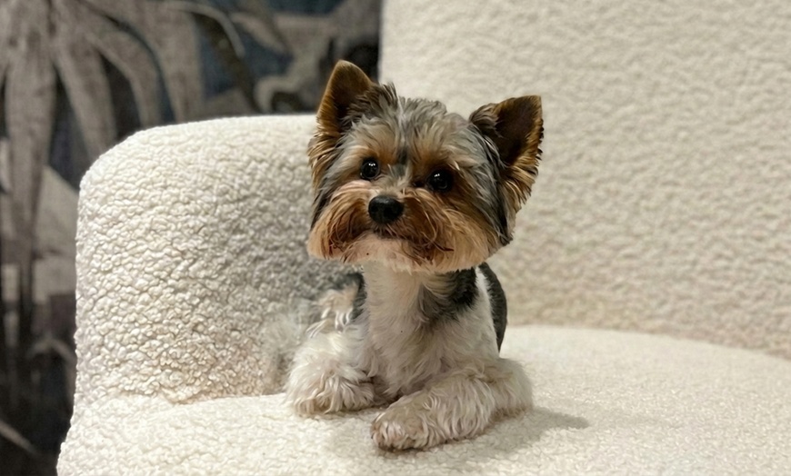 Image 6: 60 bis 75 Min. Head Spa „Deluxe“ oder „Premium“ mit Rotlichttherapie