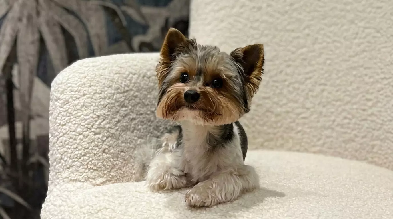 60 bis 75 Min. Head Spa „Deluxe“ oder „Premium“ mit Rotlichttherapie