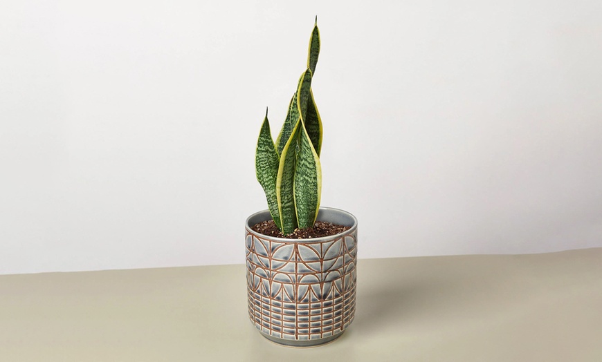 Image 15: Air Purifying Snake Plant 'Laurentii' from House Plant Shop with Free Shipping (Up to 15% Off)