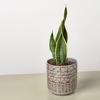Image 15: Snake Plant 'Laurentii' in 3", 4", and 6" Sizes with Free Shipping (Up to 15% Off)