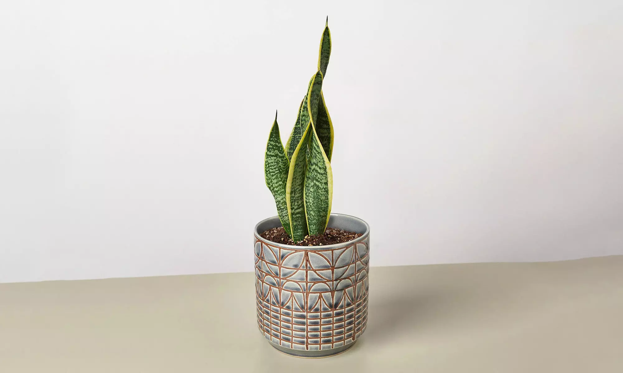 Air Purifying Snake Plant 'Laurentii' from House Plant Shop with Free Shipping (Up to 15% Off)