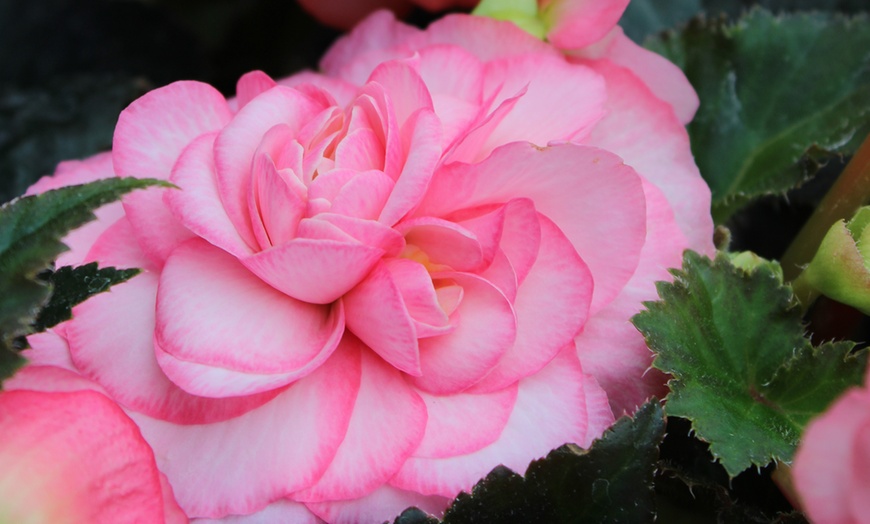 Image 3: Up to 12 Rainbow Begonia Limitless Garden-Ready Plants