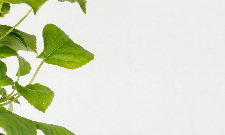 Image 3: Pack of Two Climbing Hydrangea Petiolaris