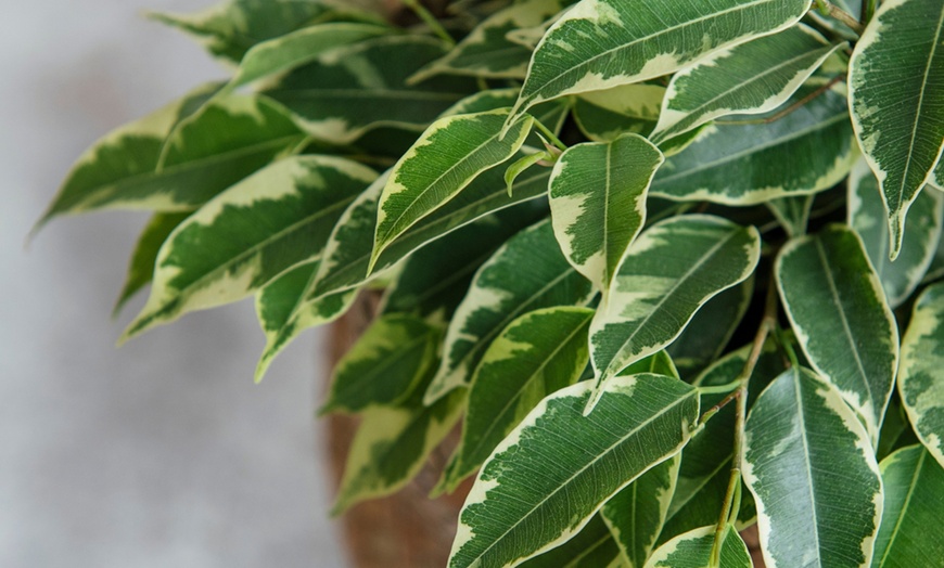 Image 13: Plant de ficus