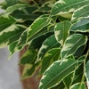 Image 13: Plant de ficus