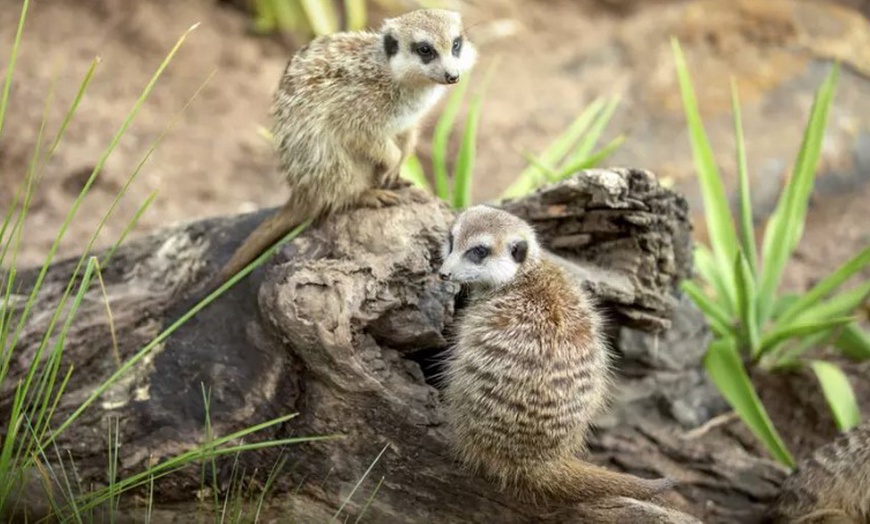 Image 7: One Child, Adult or Family Pass at Ballarat Wildlife Park