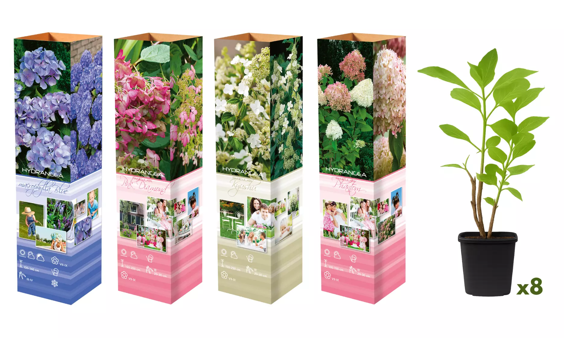 4x oder 8x Hortensien-Mix
