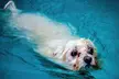 Doggy Fun Swim With Hydrotherapist at K9 Swim ( Up to 36%Off) - Second Medium