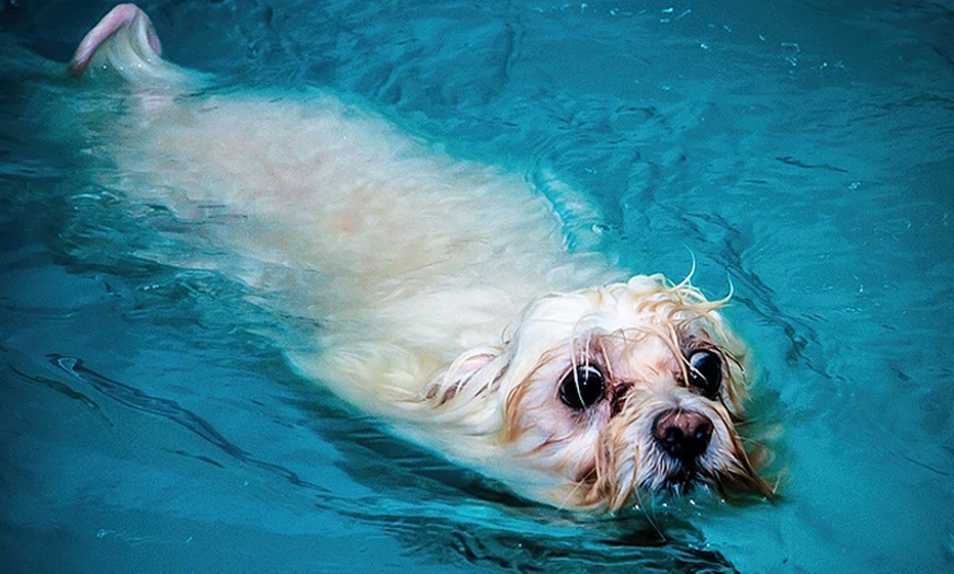 Image 7: Doggy Fun Swim at K9 Swim