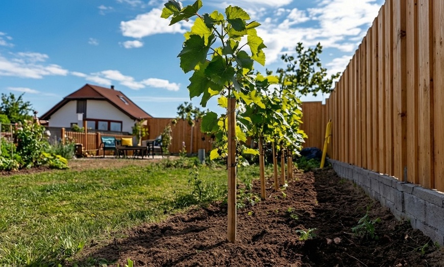 Image 2: Rootz Seedless Grapes: Vanessa, Nero, Himrod, and Mix
