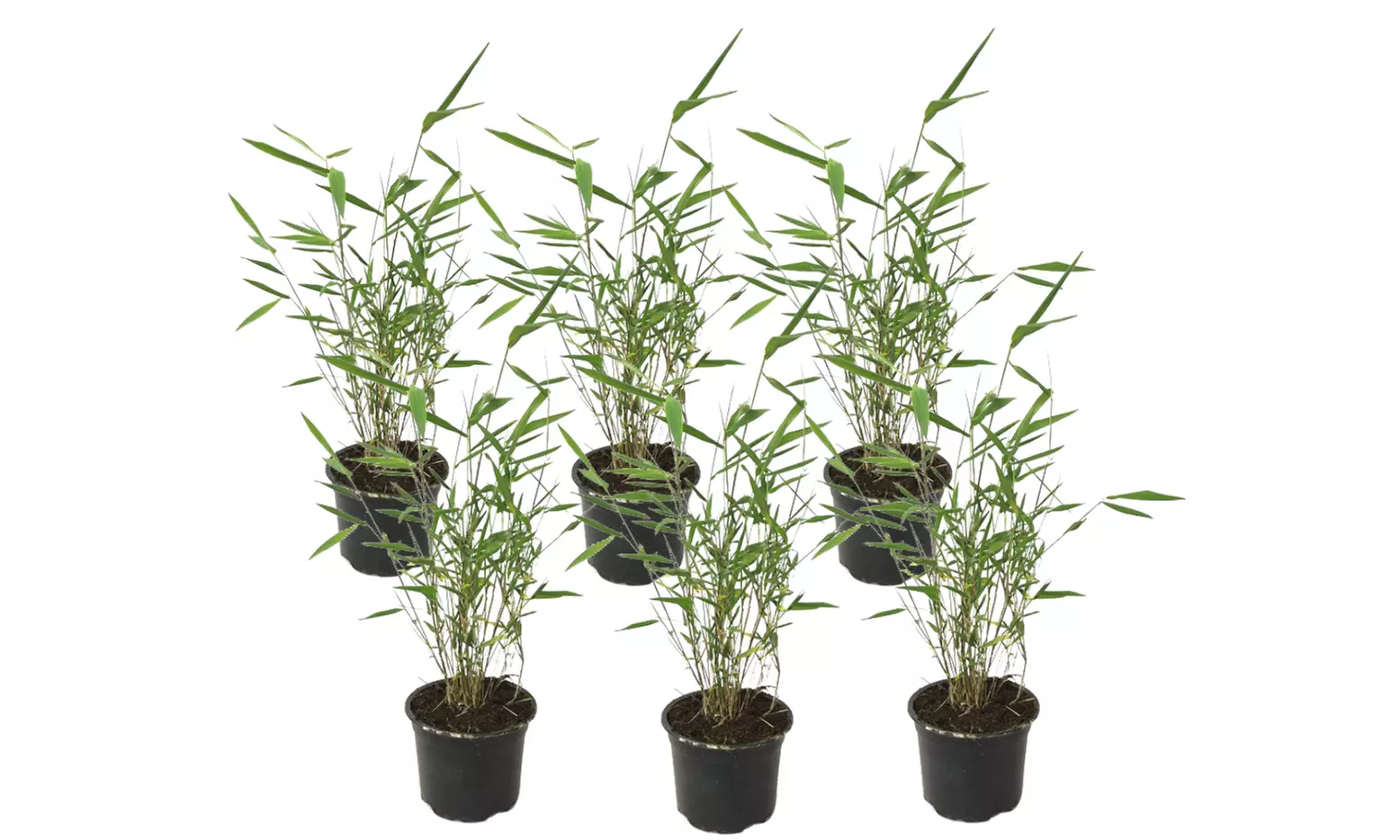 3x oder 6x Blauer Bambus - Second Medium