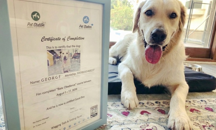 Image 4: Pet Training or Toilet Assessments at Home or School