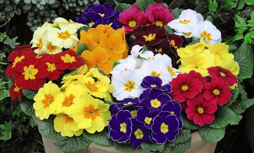 Image 12: Winter Bedding Mix Garden Ready Plants or Plug Plants