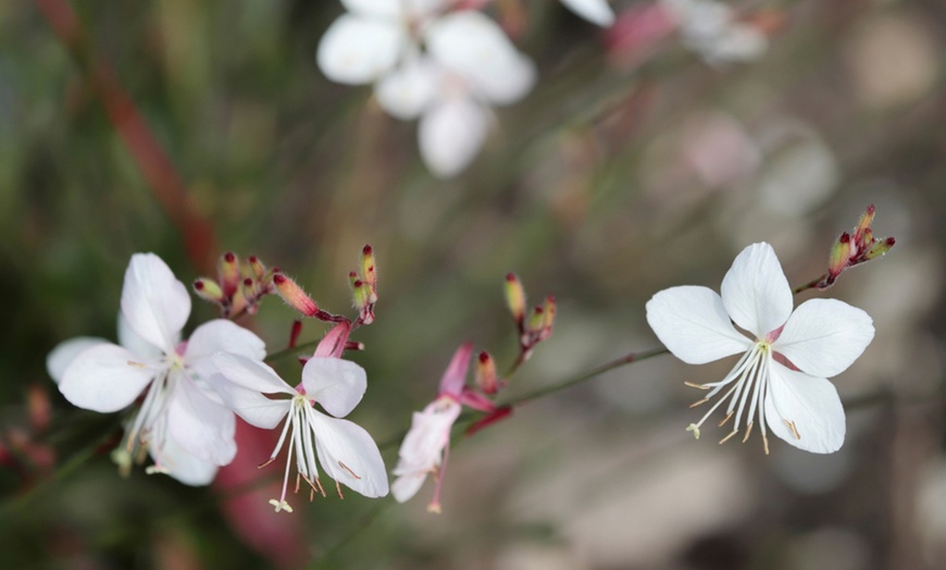 Image 2: Set di Piante Perennials Border Luna, de LunaNatureNest
