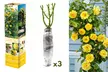 3 ou 4 plantes de roses grimpantes, variété au choix - Image 4