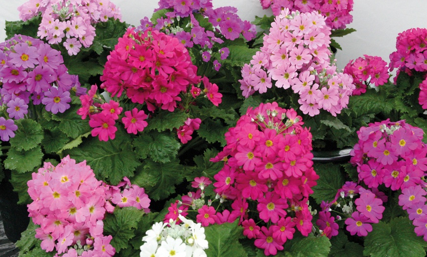 Image 13: Mixed Seasonal Alpine/rockery Plants - Potted or Plug Plants